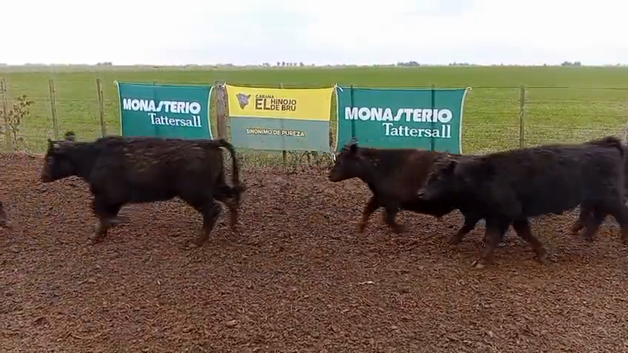 Lote 64 Terneros de El Hinojo de Bru