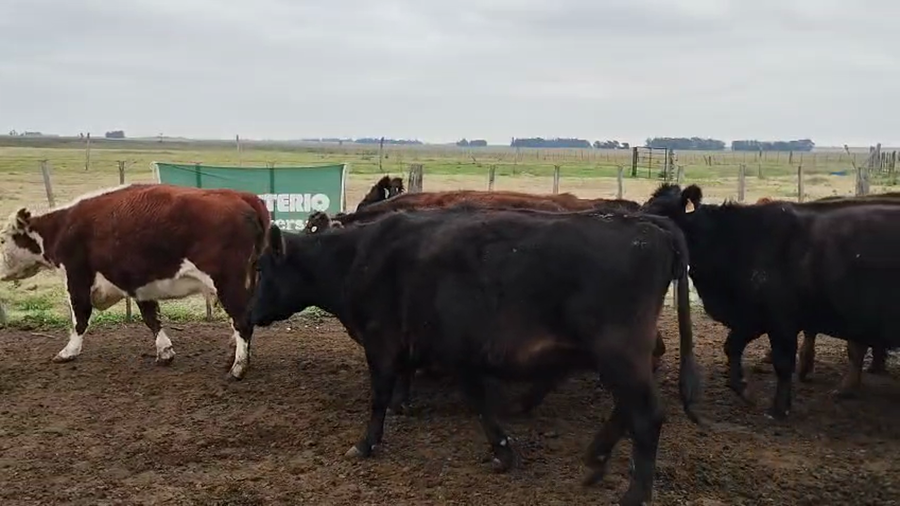Lote 38 Vacas CUT preñadas en Buenos Aires, Coronel Dorrego