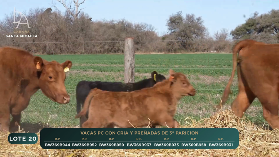 Lote VACAS PC PARIDAS