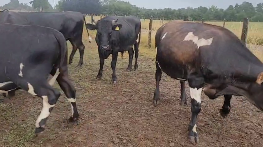 Lote 47 Novillo Gordo en Mariquina, XIV Región Los Ríos