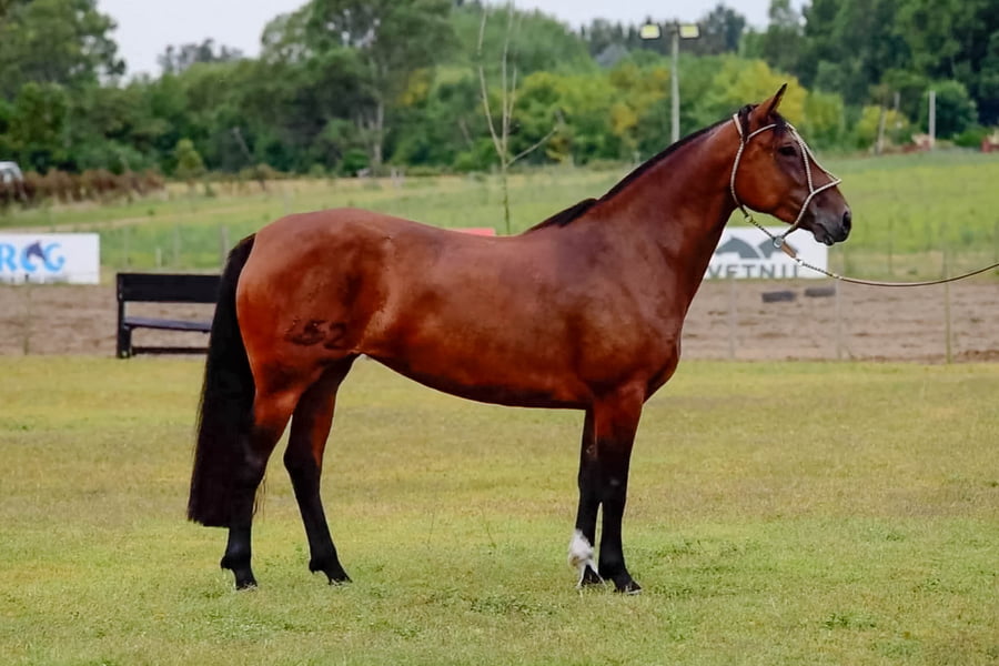 Lote INTRATABLE PERDIGUERA