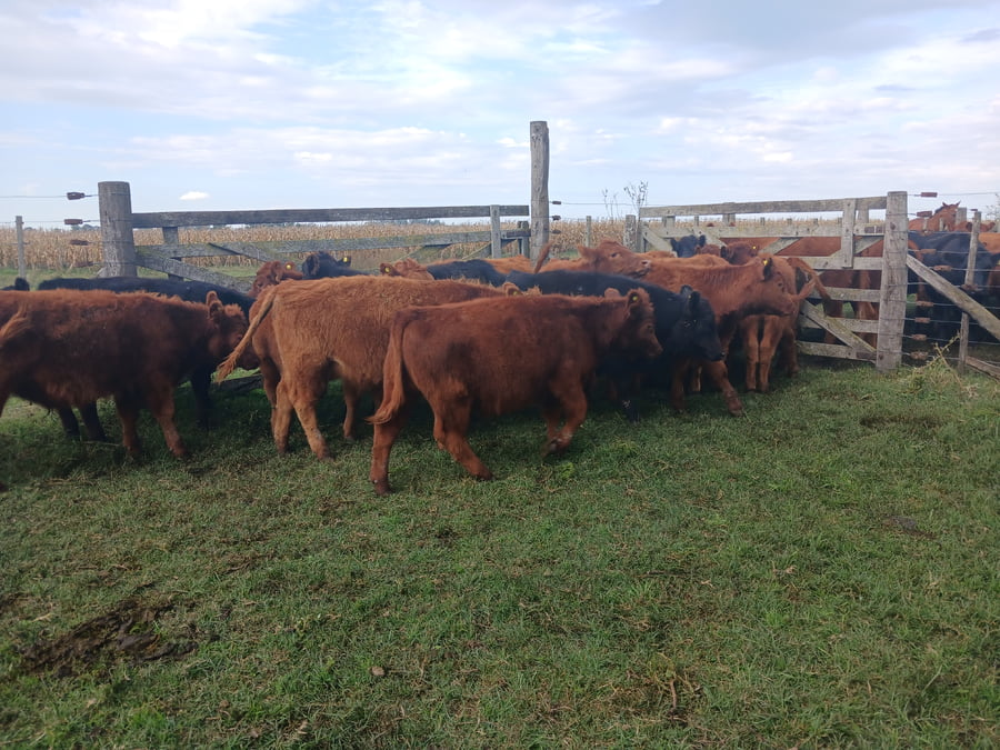 Lote 20 Terneros en Rauch