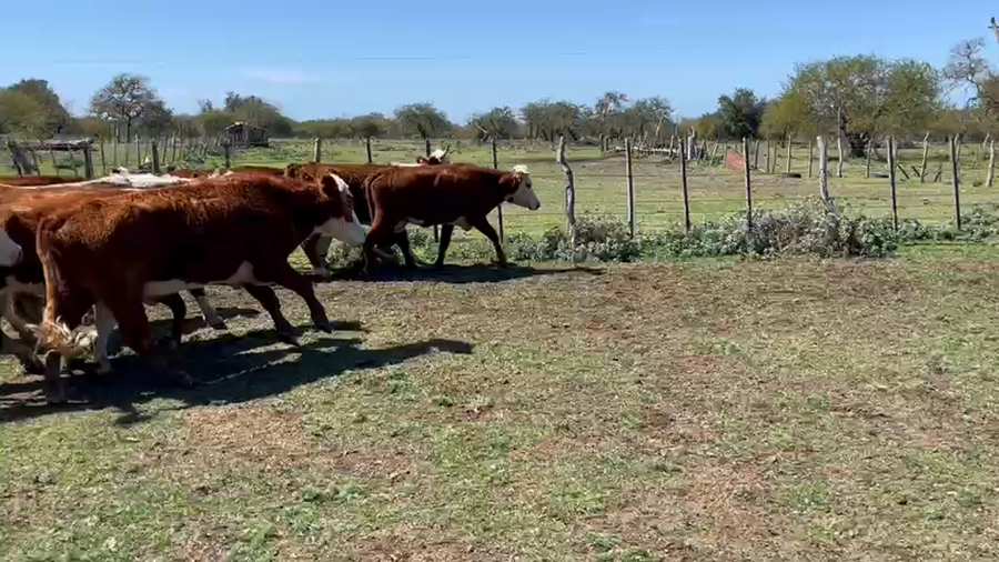 Lote 50 Vaquillonas en Federal, Entre Ríos