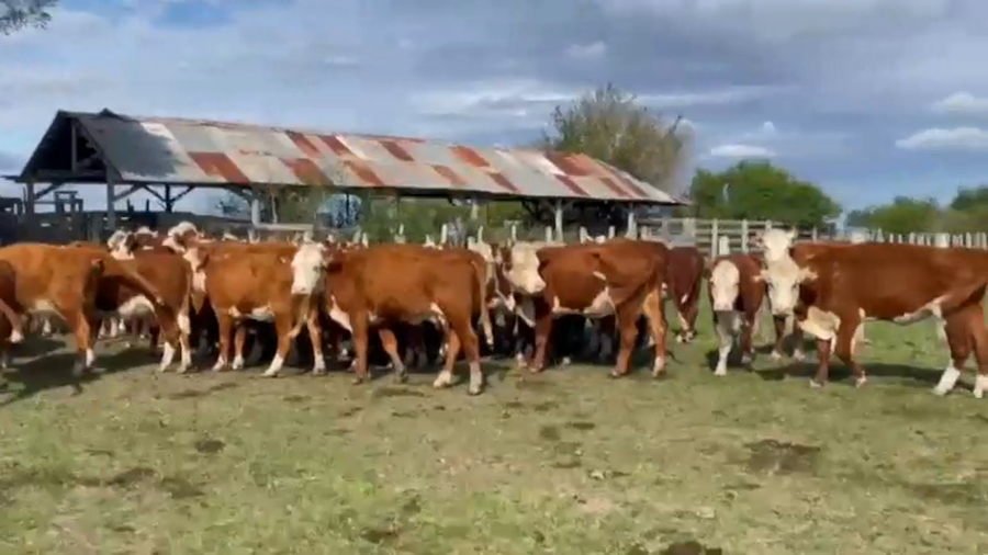Lote 50 Vacas de invernar en Entre Ríos, Concordia