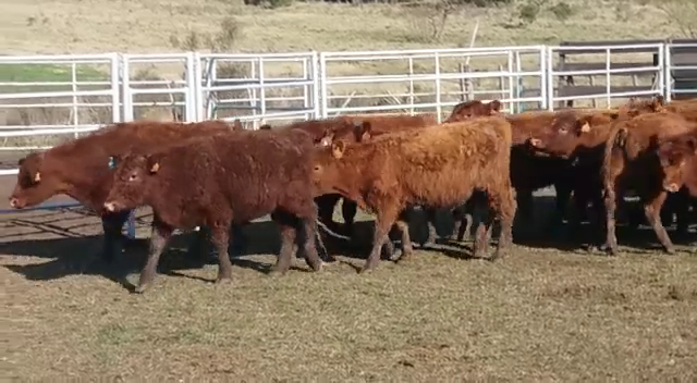 Lote (Vendido)55 Terneros AA a remate en Pantalla Carmelo 200kg -  en PICADA BENITEZ