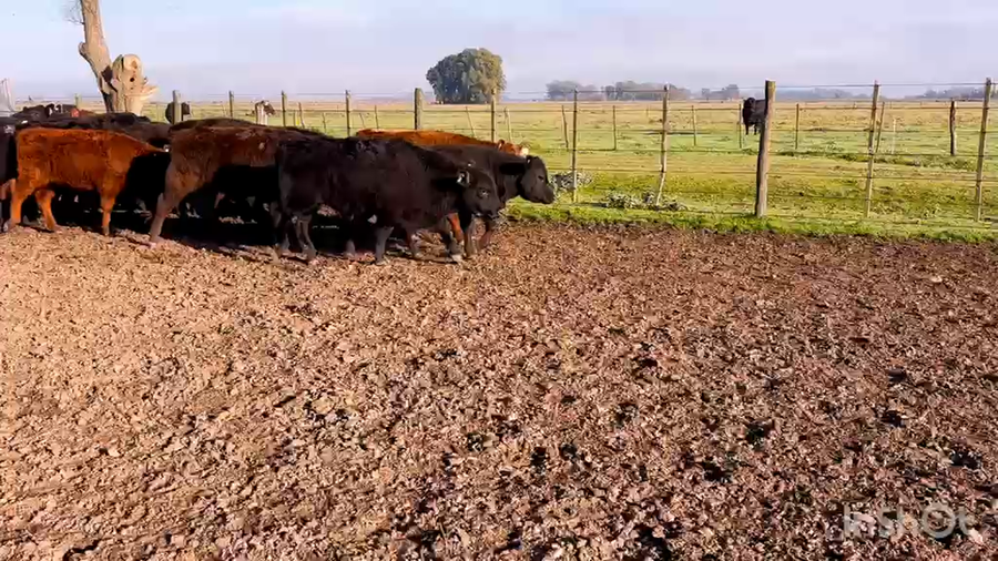 Lote 25 Terneros