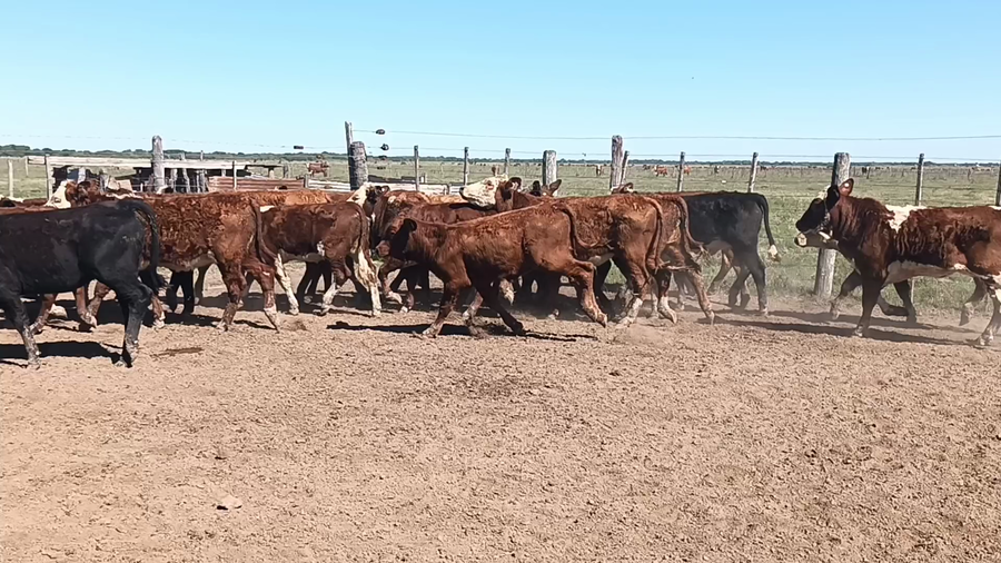 Lote 26 Terneras Cruza en Moisés Ville, Santa Fe