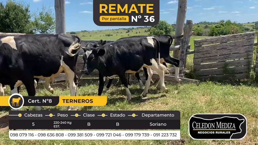 Lote 5 Terneros en Colonia