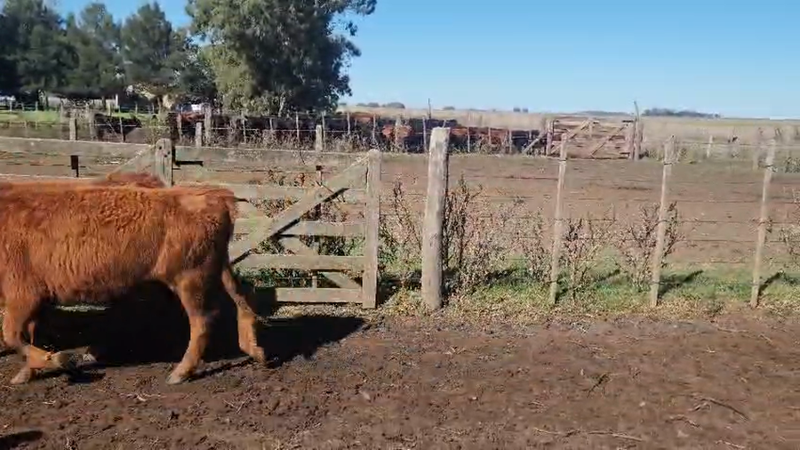 Lote 57 Terneras en Ayacucho