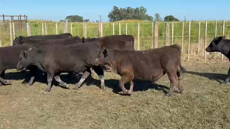 Lote 130 Terneros