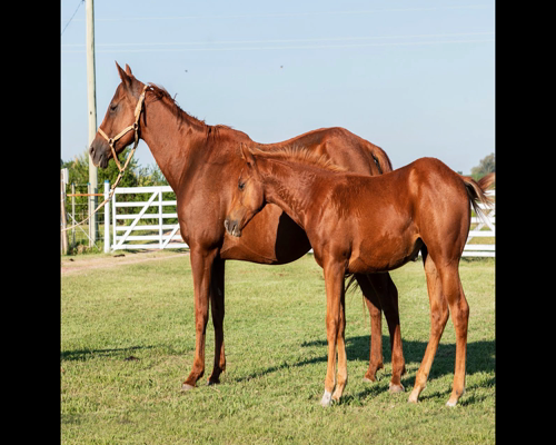 Lote SHADOW SHOW TIME