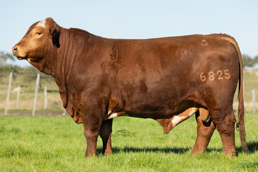 Lote Toros señal 22