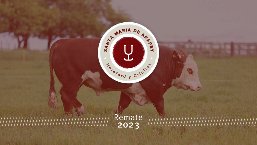 Lote Toros a remate en Remate anual Ñu Porá 2023, Paysandú