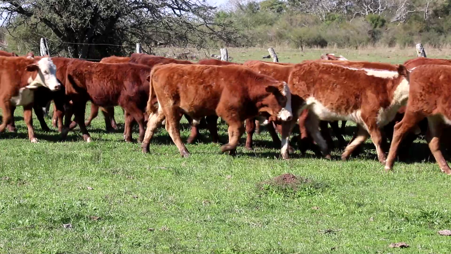 Lote 110 Terneros