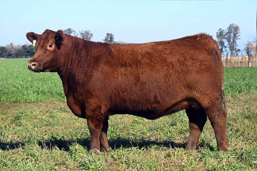 Lote RP 17645 y RP 17649 - VAQUILLONAS ELECCIÓN PP