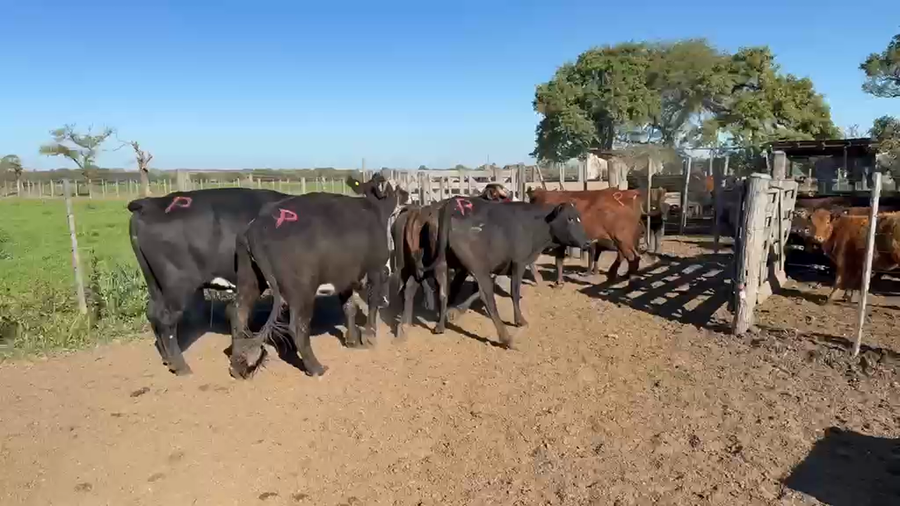 Lote 55 Vacas preñadas en Santa Fe, Esperanza