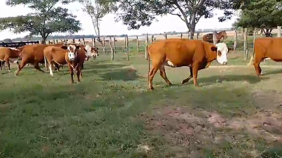 Lote 11 Vacas de invernar