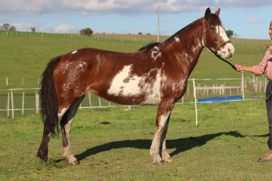 Lote TRADICION DEL CONVENTOS