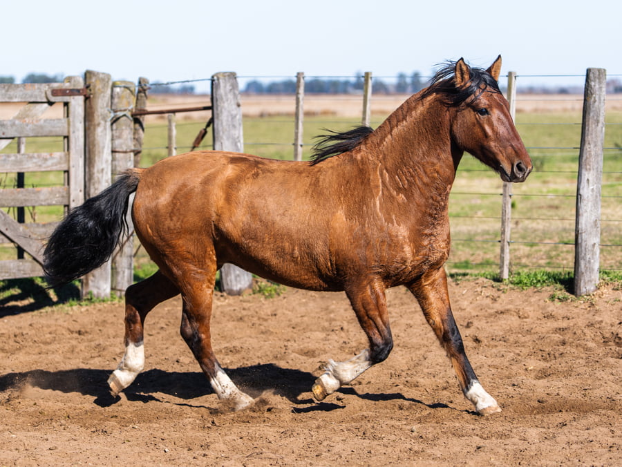 Lote Epumer Donosa