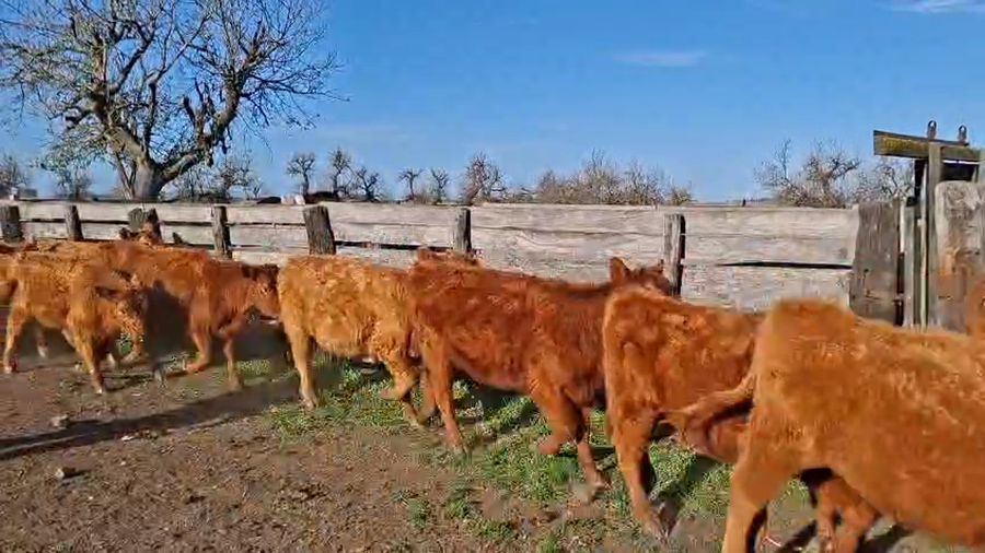 Lote 35 Terneros/as