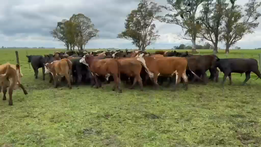 Lote 73 Novillitos