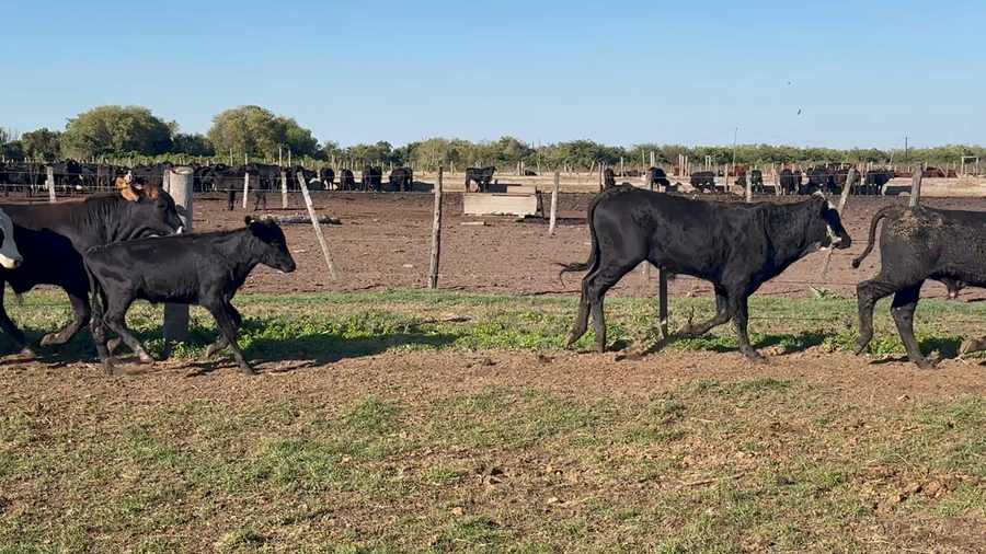 Lote 130 Terneros en Formosa, Clorinda