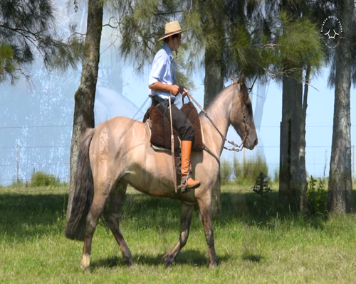 Lote El Gavilán Monjita (RP 406) Cabaña "El Gavilán"