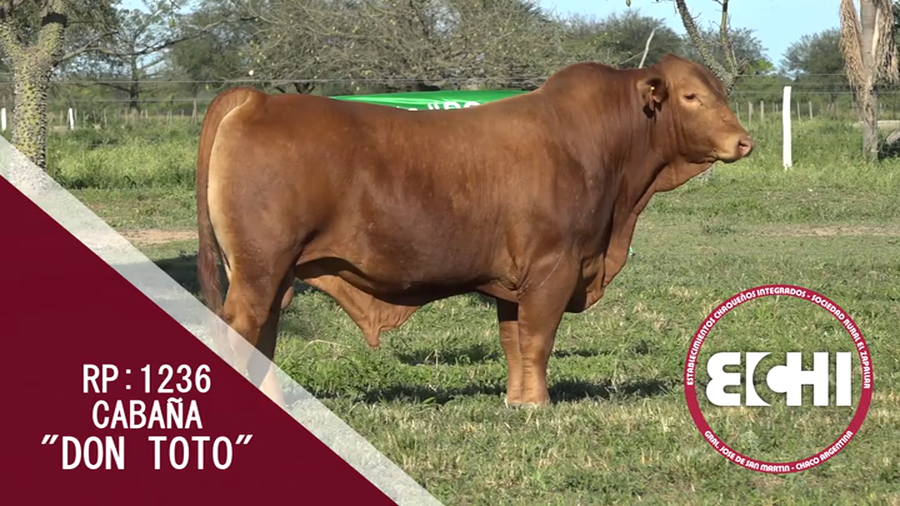 Lote TORO BRANGUS CABAÑA DON TOTO