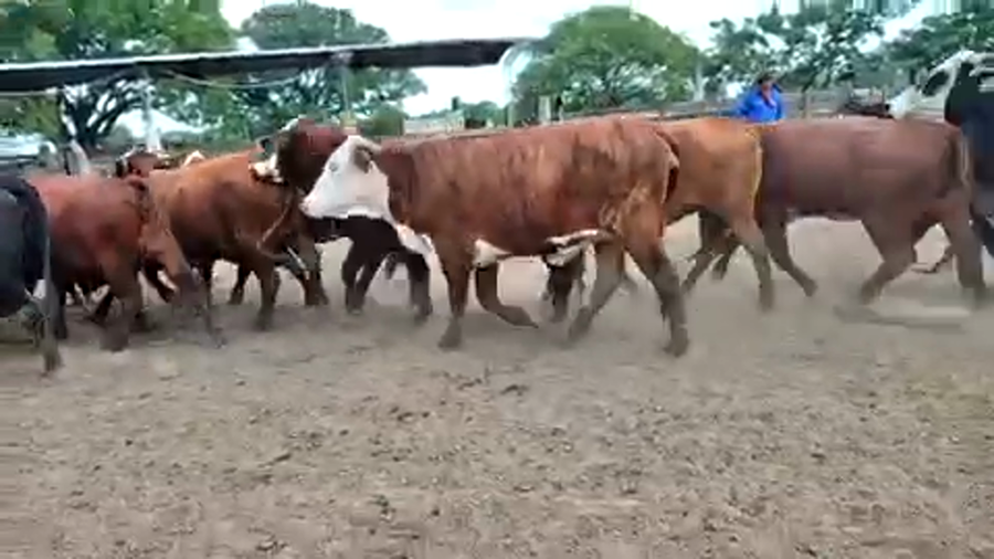 Lote 50 Vacas nuevas C/ gtia de preñez en Pto. Eva Perón, Chaco