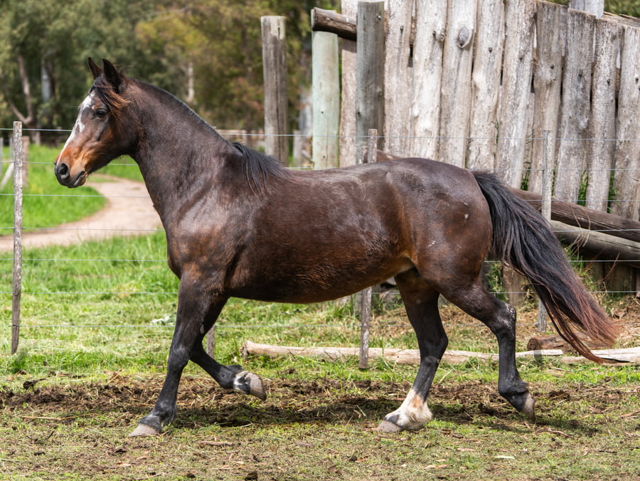 Lote Lujanense Mulata