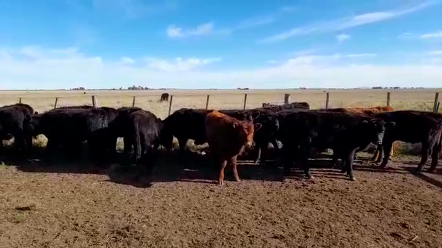 Lote 64 Terneros en Laprida, Buenos Aires