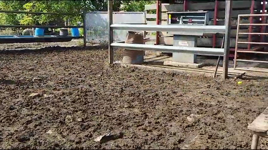 Lote 70 Terneros en Villa Ocampo, Santa Fe