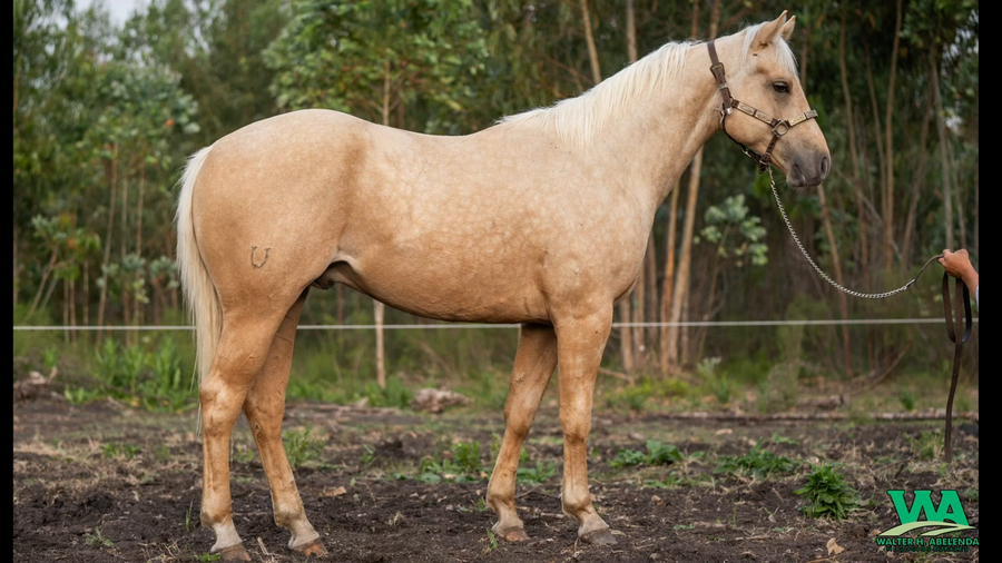 Lote RS BOONLIGHT POWDER