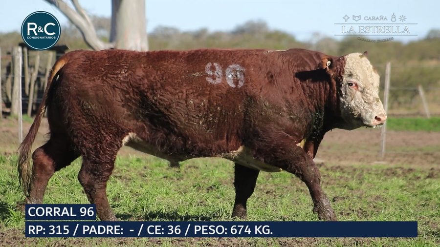Lote Toro Hereford
