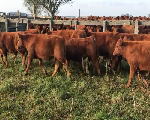 Lote 120 Terneros en Coronel Suarez, Buenos Aires