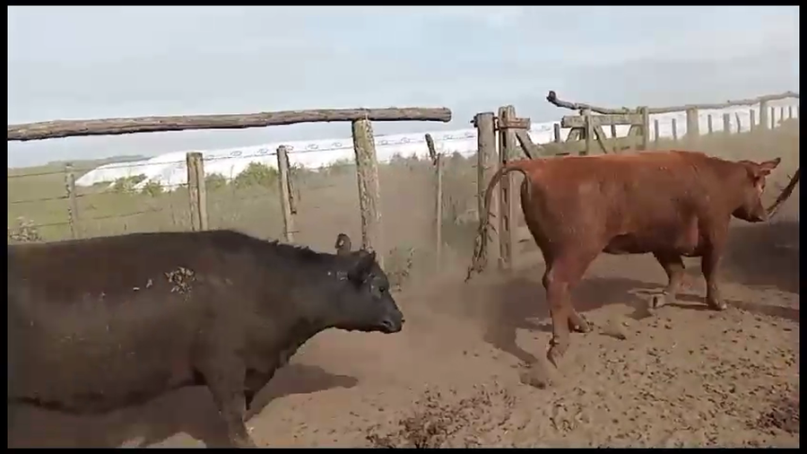 Lote 73 Vaquillonas C/ gtia de preñez en Ayacucho, Buenos Aires