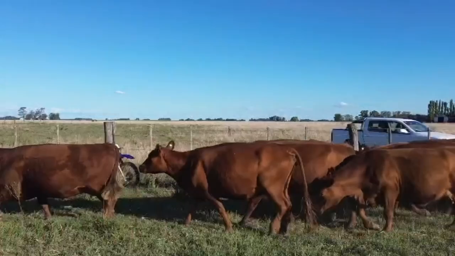 Lote 23 Vacas usadas preñadas