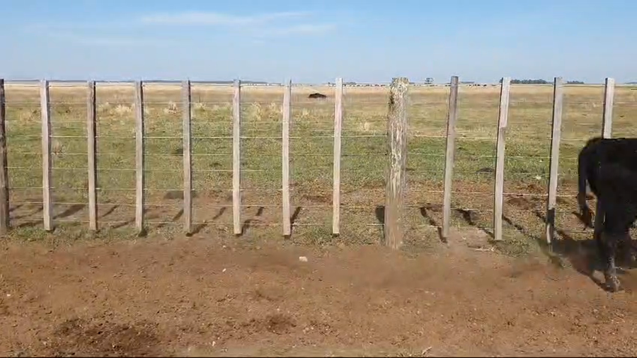 Lote 19 Terneras en Olavarria