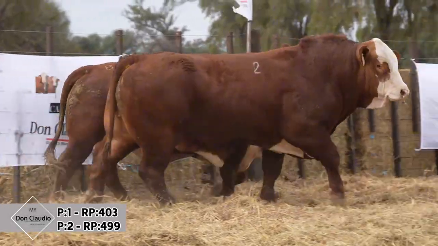 Lote Toros Braford