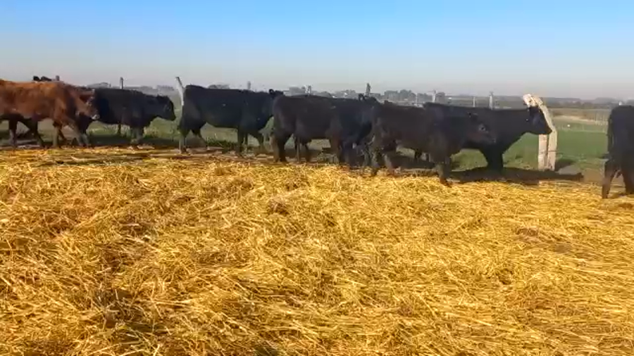 Lote Terneros y Terneras