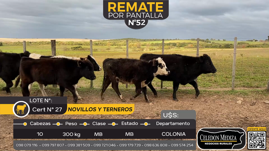 Lote 10 Terneros y Novillos en Carmelo, Colonia