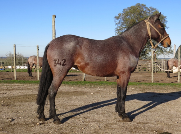 Lote BOMBONA LA FLECHILLA