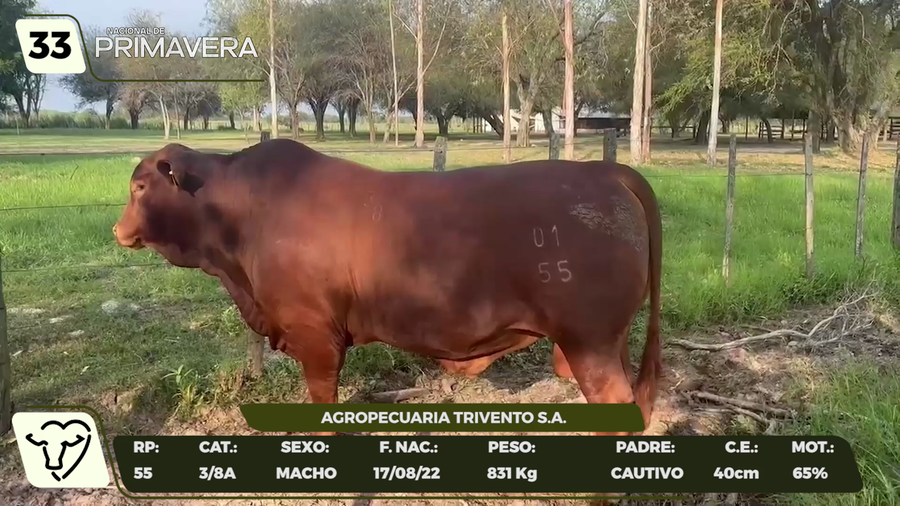Lote LOTE 33- CAMPO