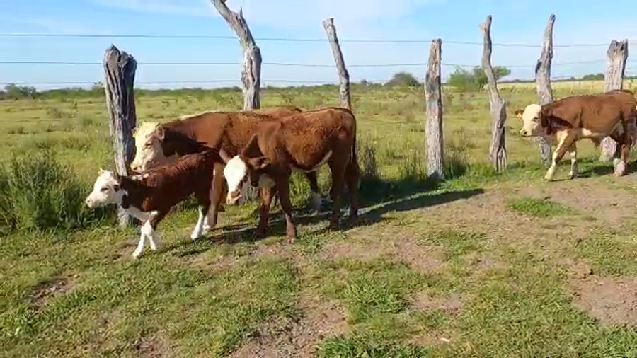 Lote 60 Vacas nuevas C/ cria en San José de Feliciano, Entre Ríos
