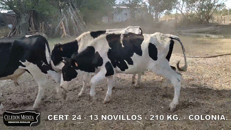 Lote 13 Novillos 1 a 2 años en Colonia
