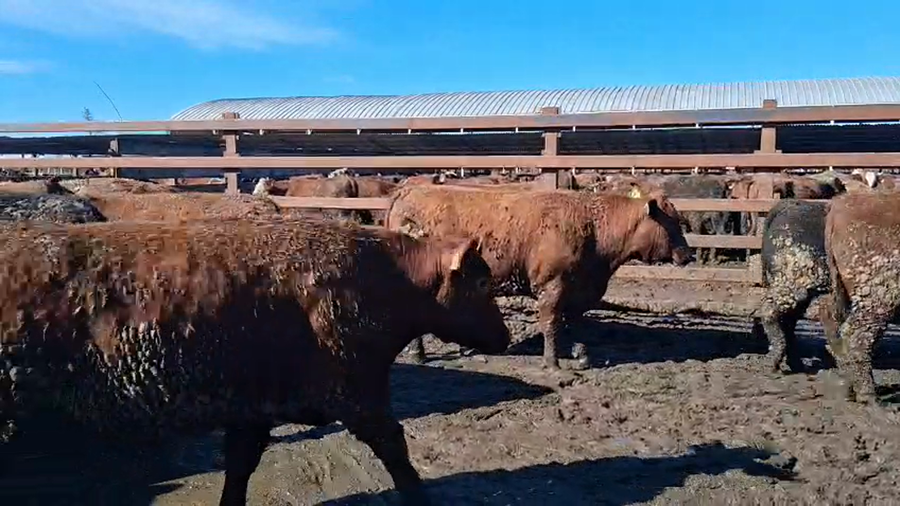Lote 40 Novillo Gordo en Los Ángeles, VIII Región Biobío