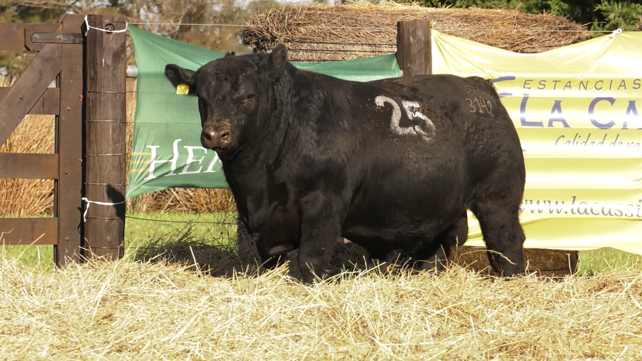 Lote TOROS ANGUS PURO CONTROLADO