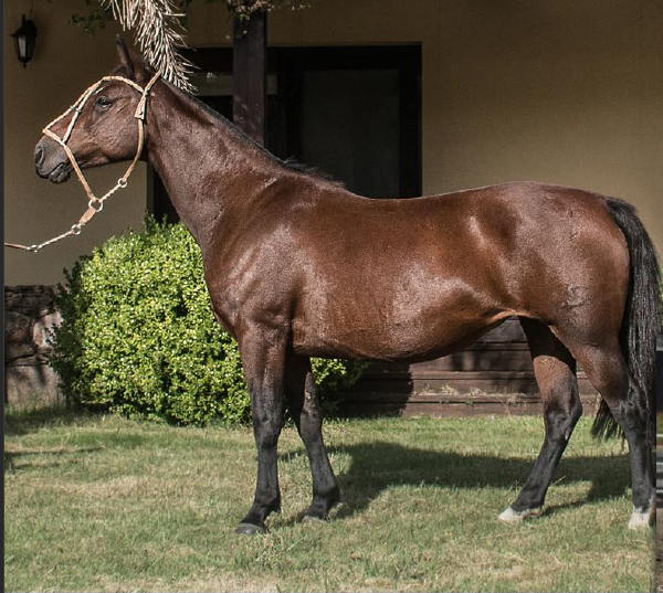 Lote TORERA DEL MAVIAL