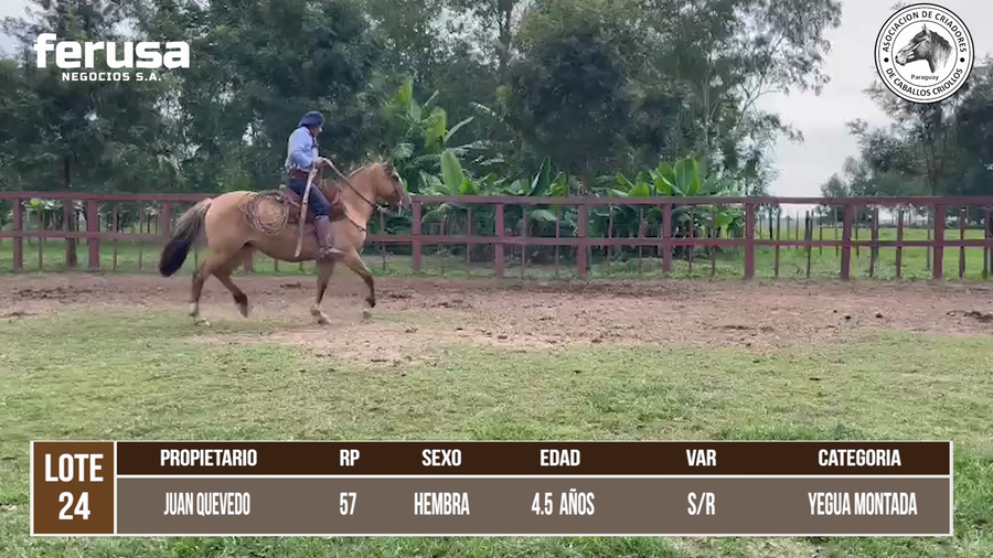 Lote LOTE 24 DE CAMPO