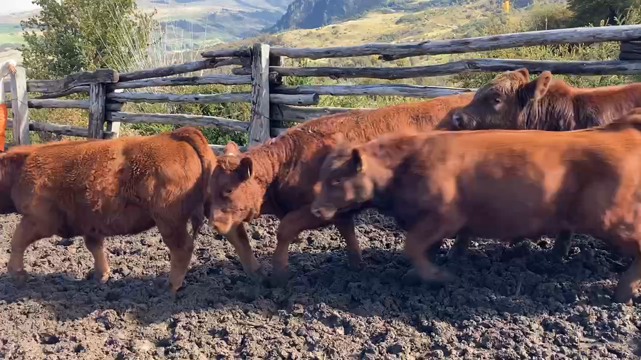 Lote 60 Ternero en Coyhaique, XI Región Aysén